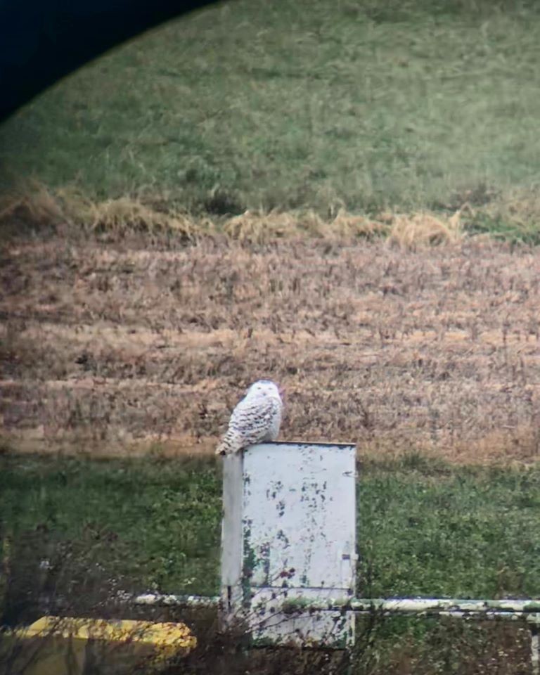 Snowy Owl - ML189058271