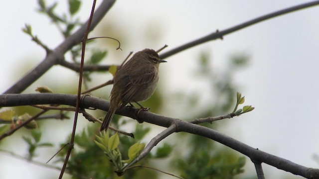 Paruline à couronne rousse (palmarum) - ML189058691