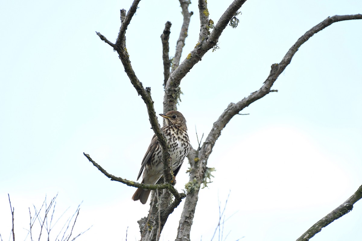 Song Thrush - ML189059451