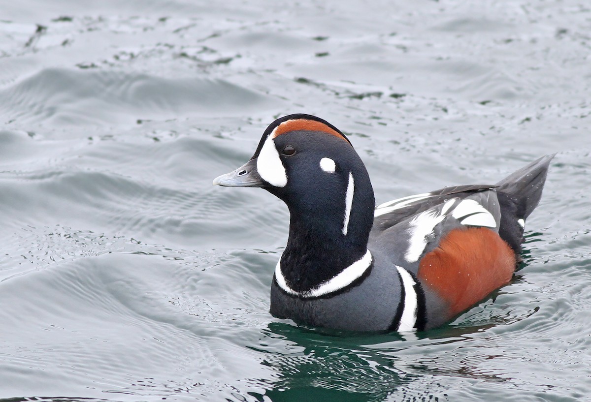 Harlequin Duck - ML189060571