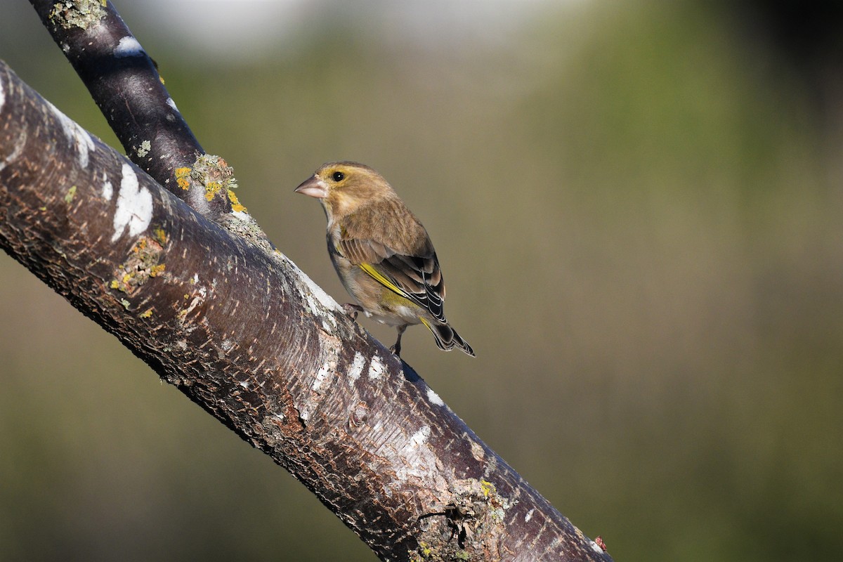 European Greenfinch - ML189060791