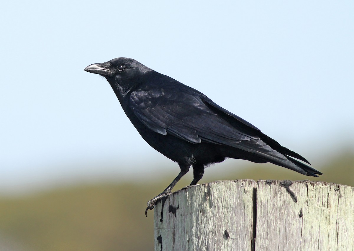 Fish Crow - ML189060831