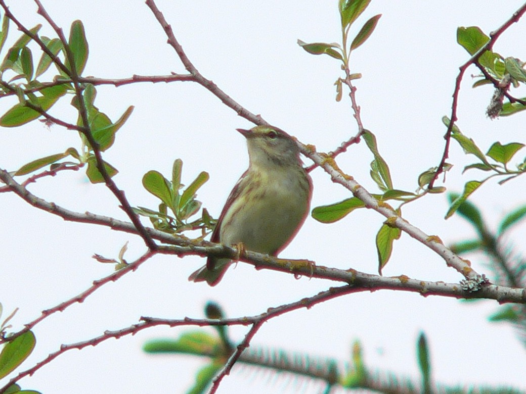 Streifenwaldsänger - ML189062971