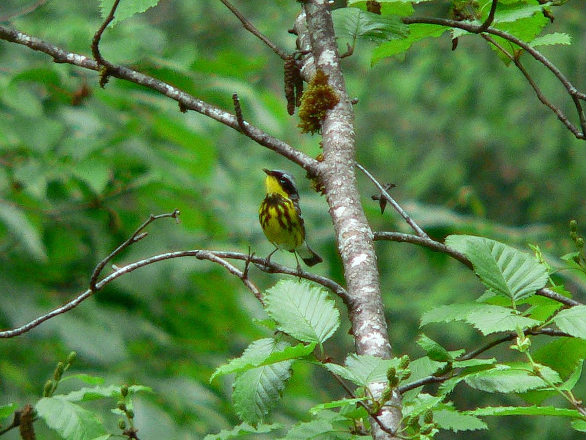 Magnolia Warbler - Paul Suchanek