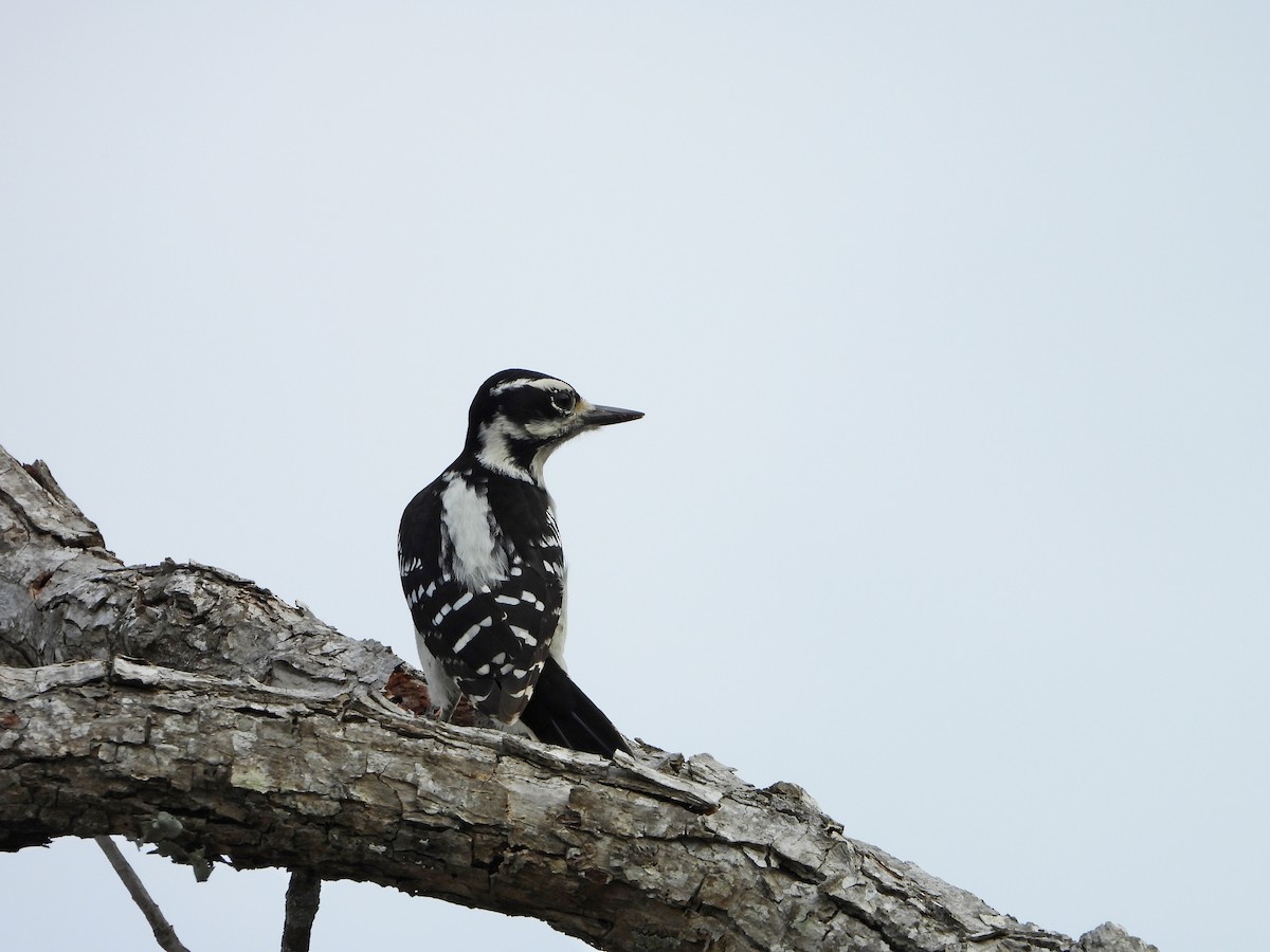 Hairy Woodpecker - ML189064051