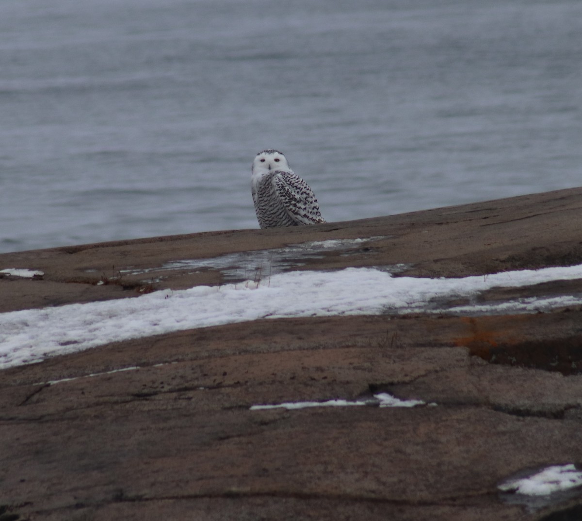 Snowy Owl - ML189064381