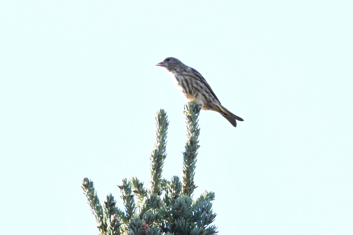 Pine Siskin - ML189064441