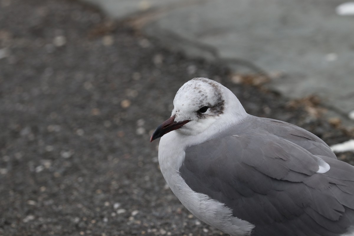 Laughing Gull - ML189066331