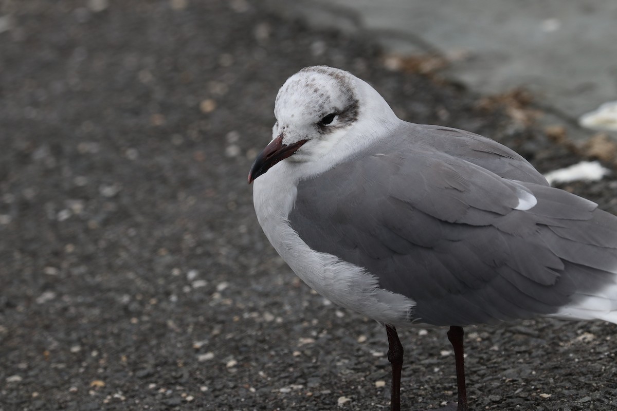 Laughing Gull - ML189066421