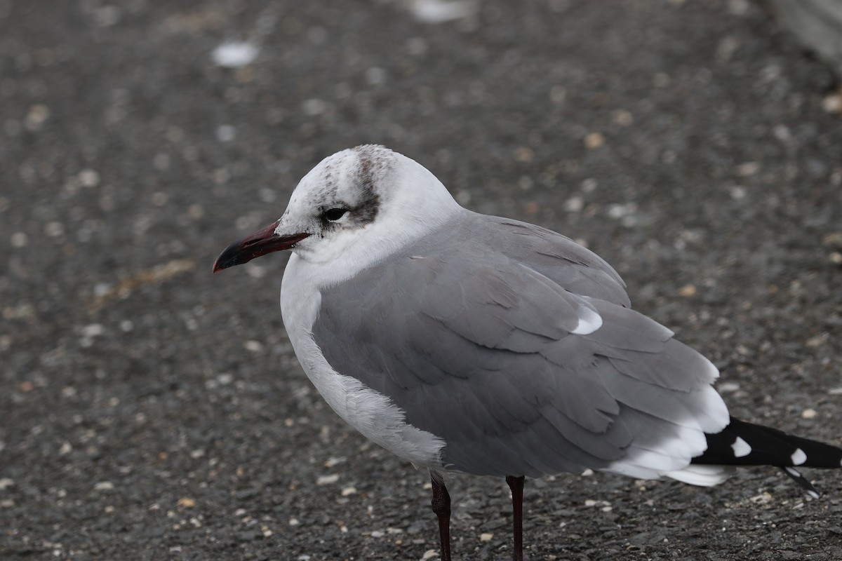 Laughing Gull - ML189066631