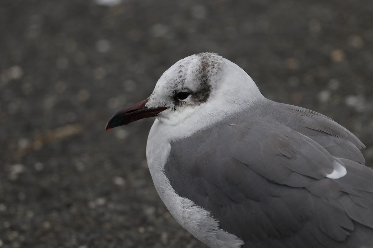 Laughing Gull - ML189066751