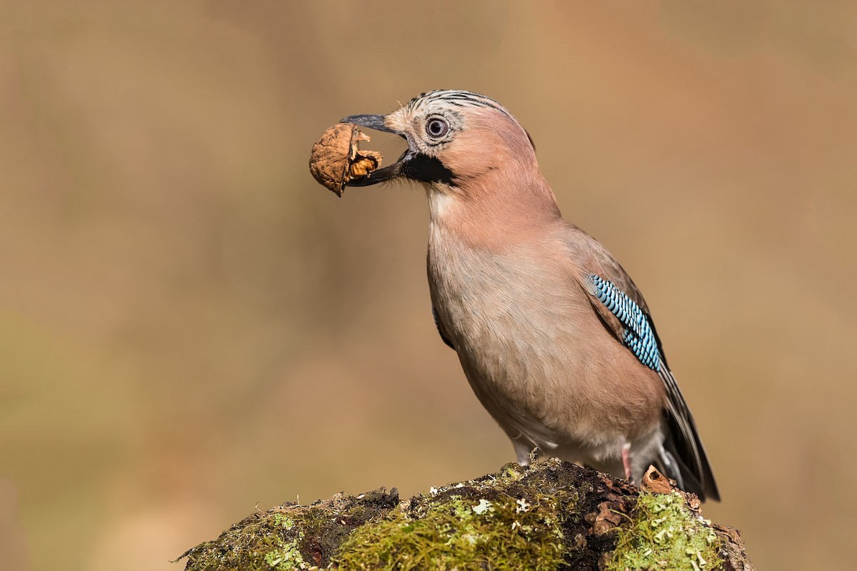 Eurasian Jay - ML189071021