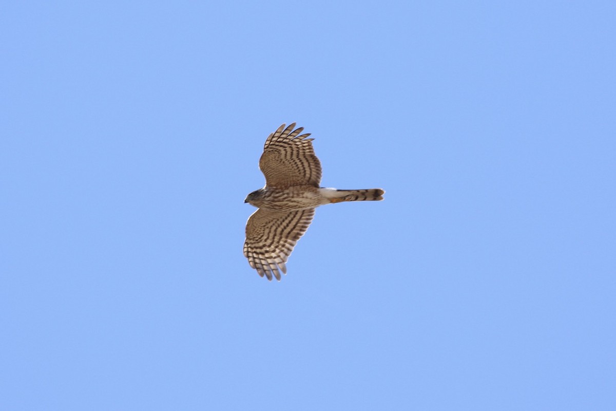 Sharp-shinned Hawk - Will  Britton