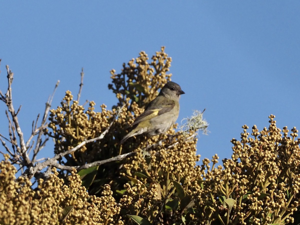 Andean Siskin - ML189074071