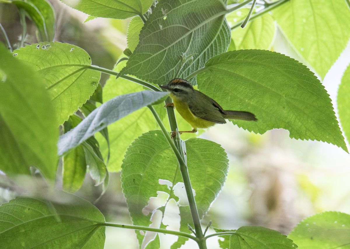 Golden-crowned Warbler - ML189074511