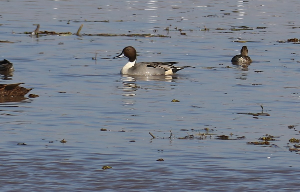 Northern Pintail - Joe Baldwin