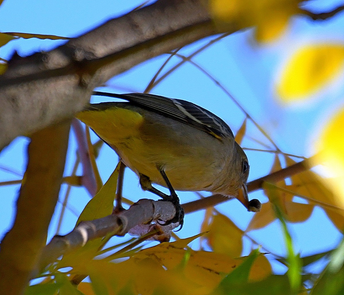 Western Tanager - ML189076171