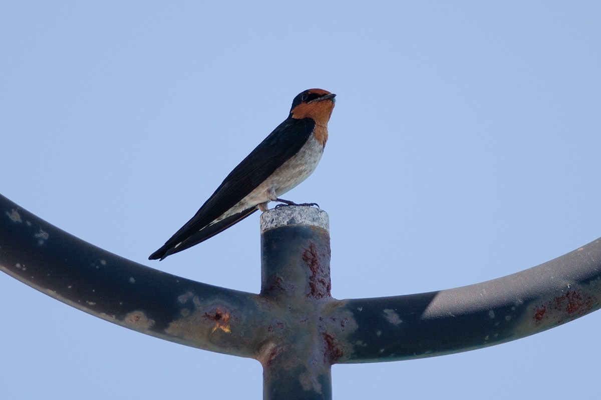 Pacific Swallow - ML189077151