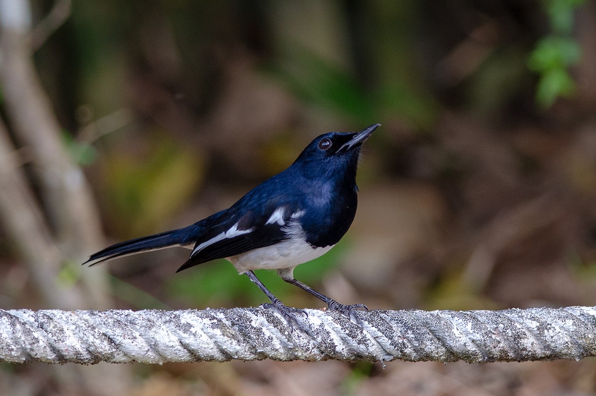 Oriental Magpie-Robin - ML189077241