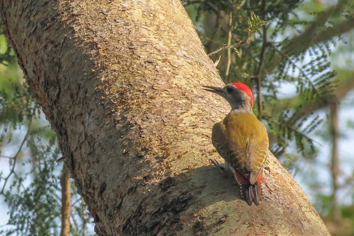 African Gray Woodpecker - ML189081701