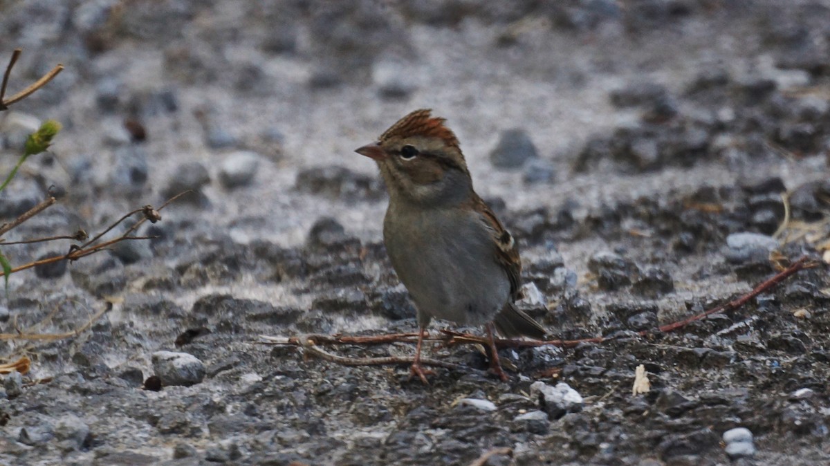 Chipping Sparrow - ML189082631