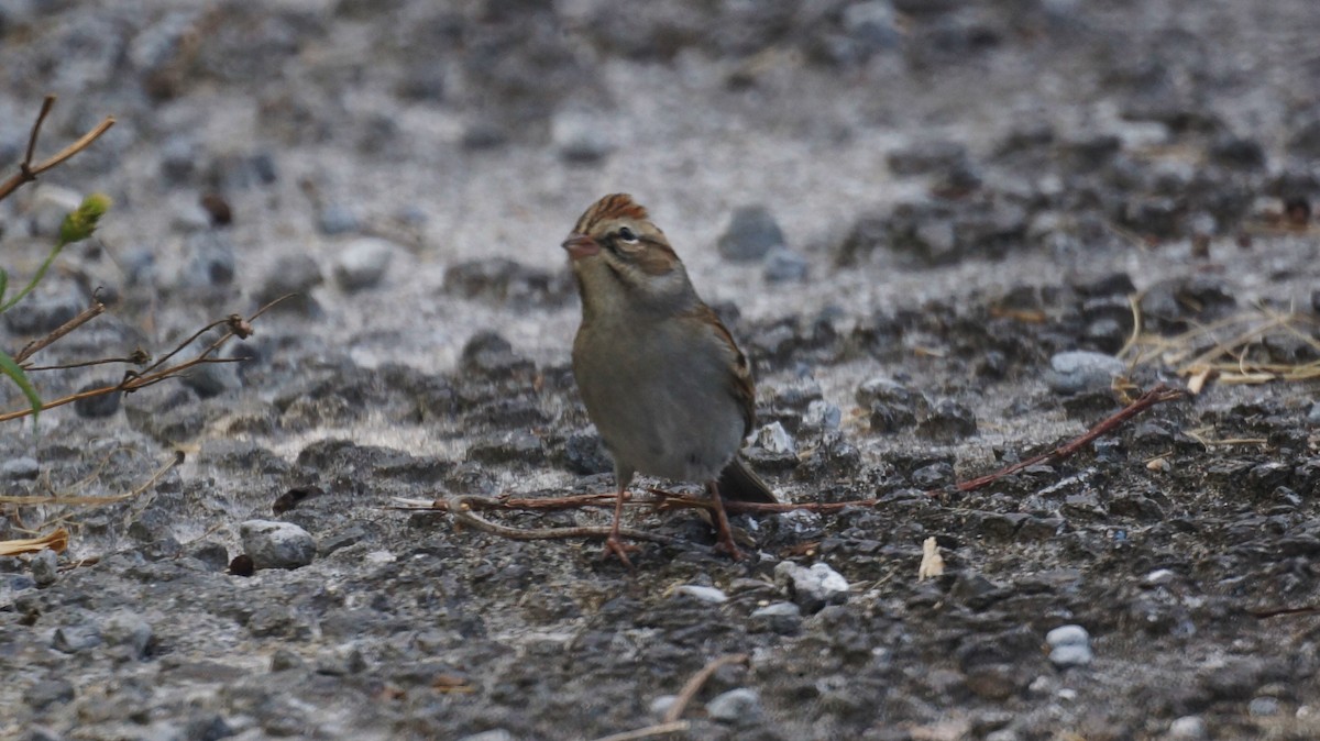 Chipping Sparrow - ML189082641