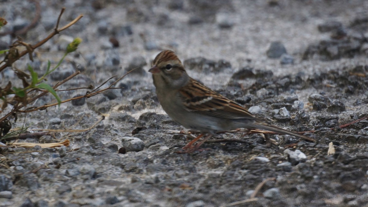 Chipping Sparrow - ML189082751