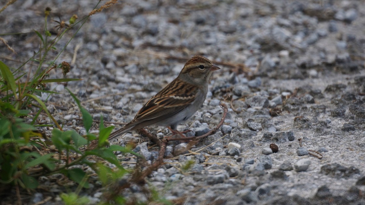 Chipping Sparrow - ML189082861