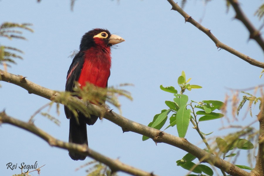 Double-toothed Barbet - ML189082941