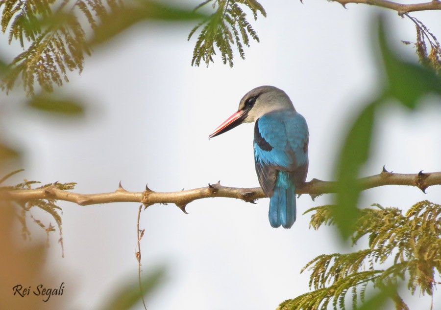 Woodland Kingfisher - ML189083021