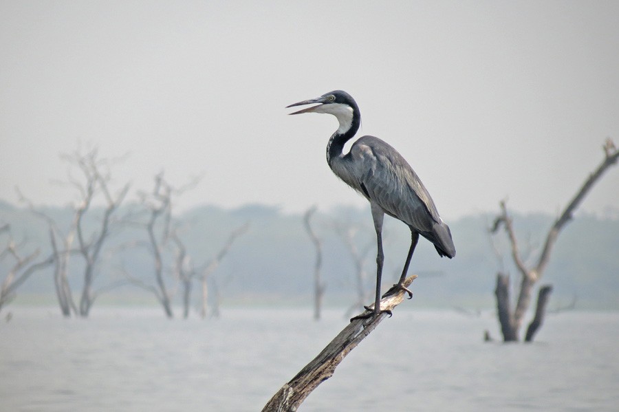 Koartza burubeltza - ML189083071