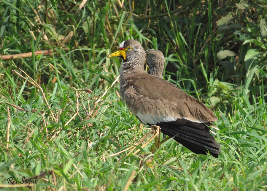 Wattled Lapwing - ML189083111