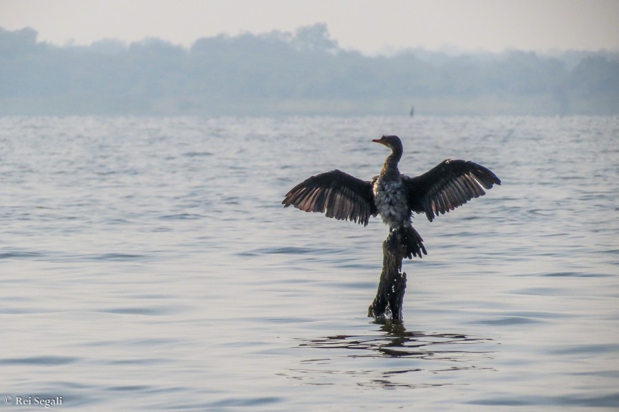 Ubarroi buztanluzea - ML189083271