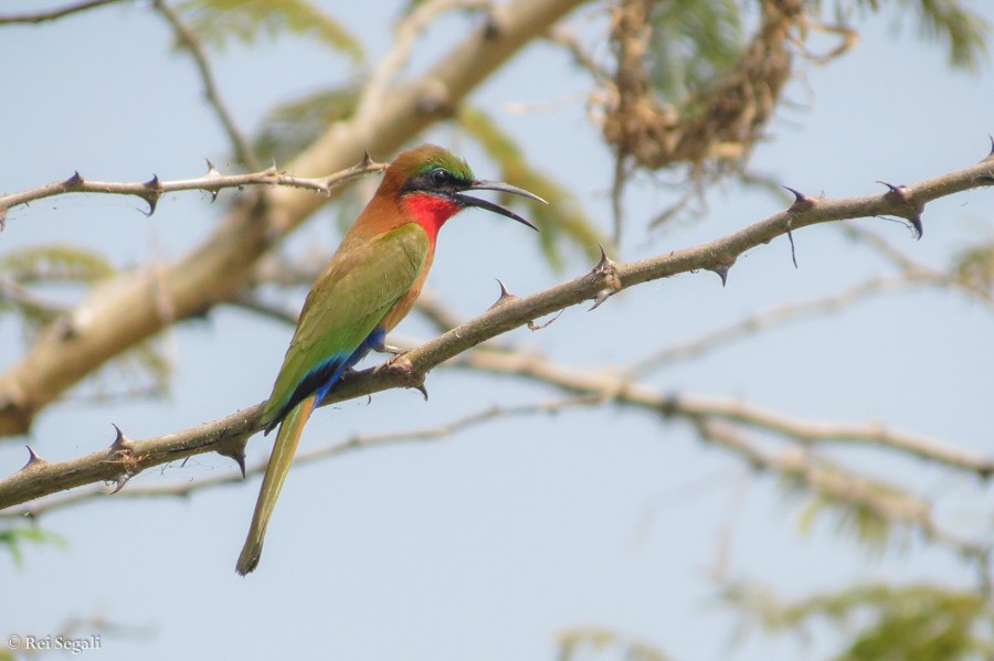 Red-throated Bee-eater - ML189083361