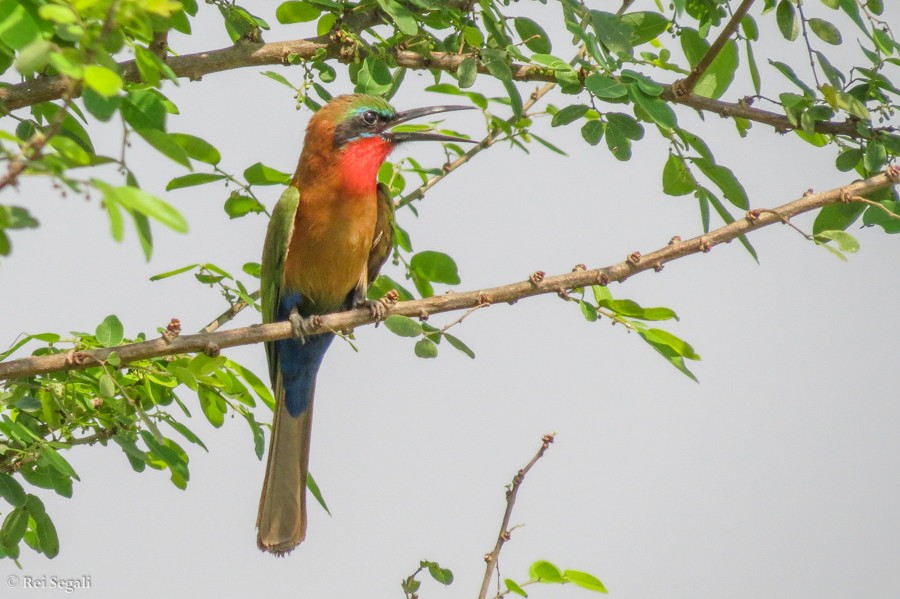 Red-throated Bee-eater - ML189083381
