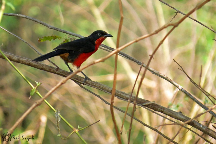 Black-headed Gonolek - ML189083561