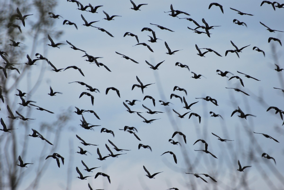 ibis hnědý - ML189086001