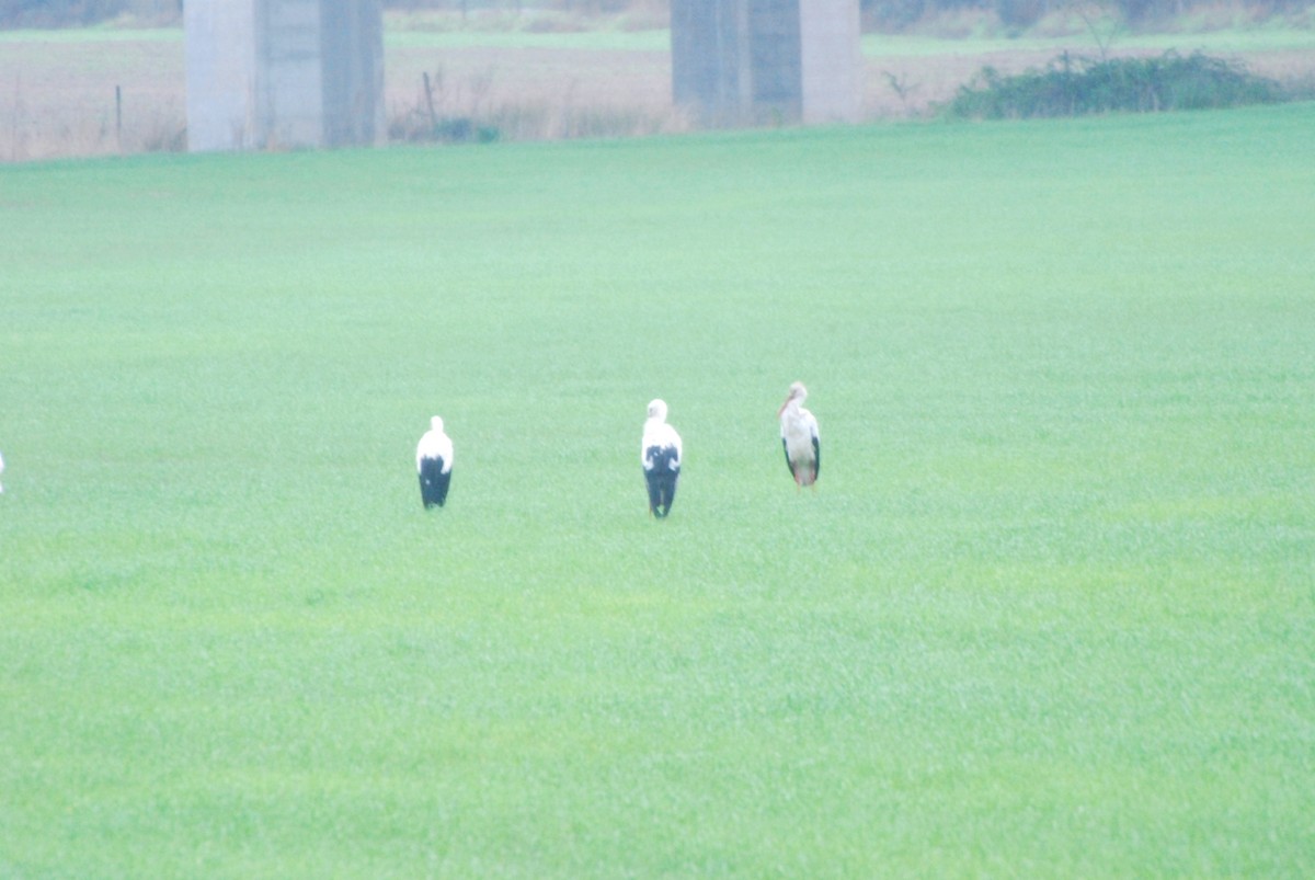 White Stork - ML189086961