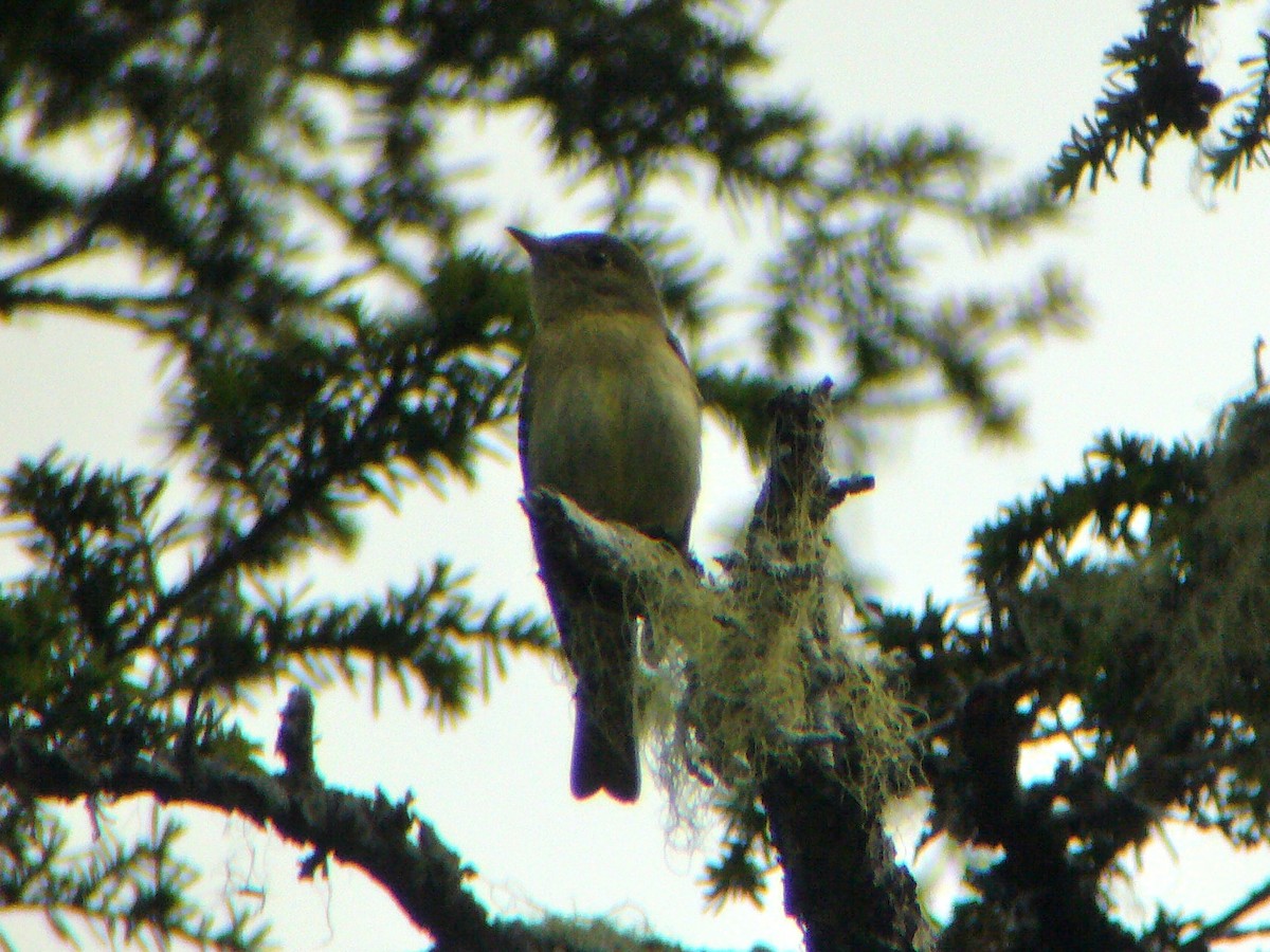 Yellow-bellied Flycatcher - Paul Suchanek