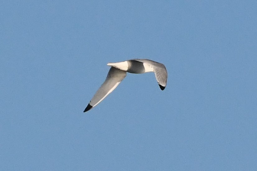 Gaviota Tridáctila - ML189090001