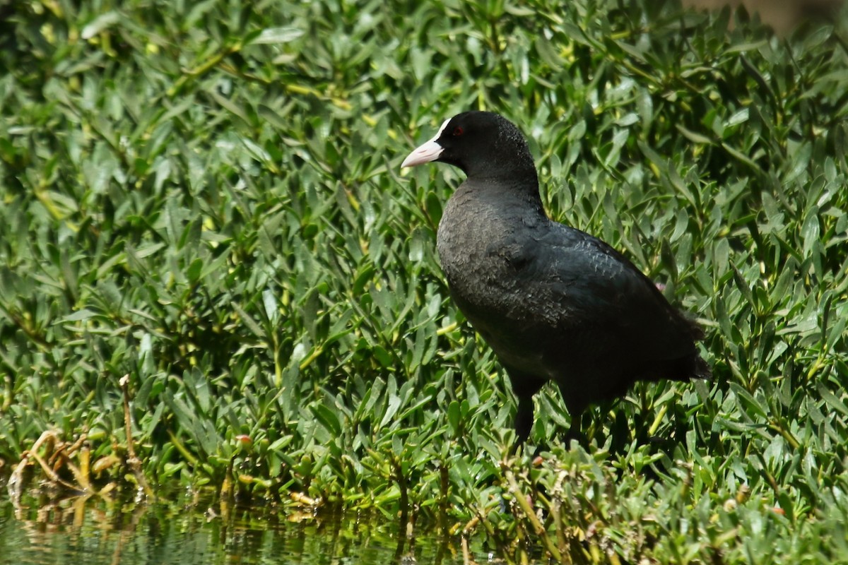 Eurasian Coot - António Gonçalves