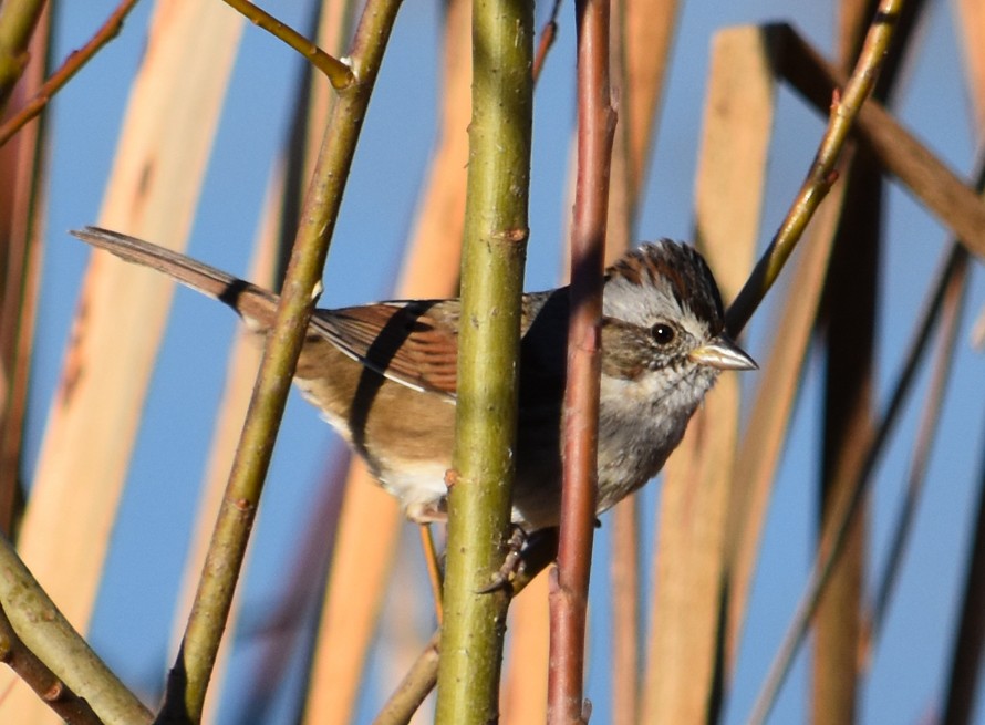 Swamp Sparrow - ML189092861