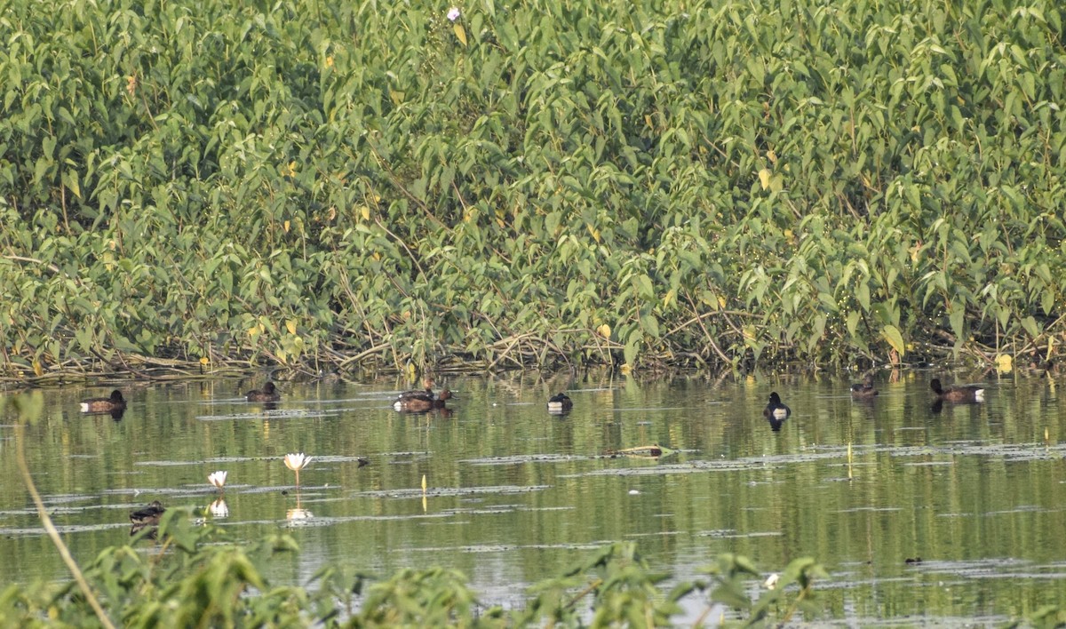 Ferruginous Duck - ML189095111