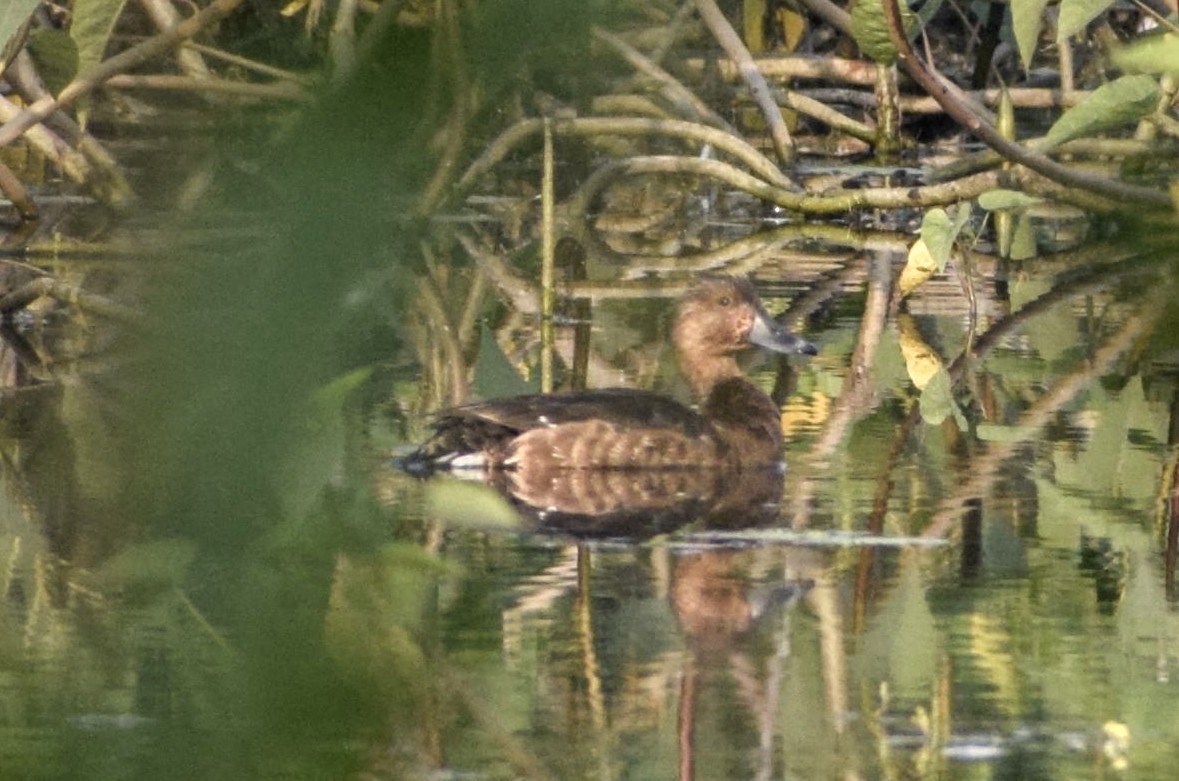 Ferruginous Duck - ML189095281