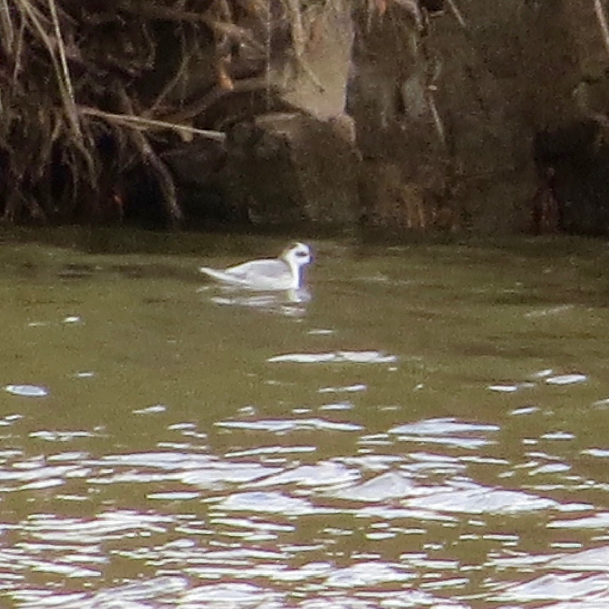 Red Phalarope - ML189096081