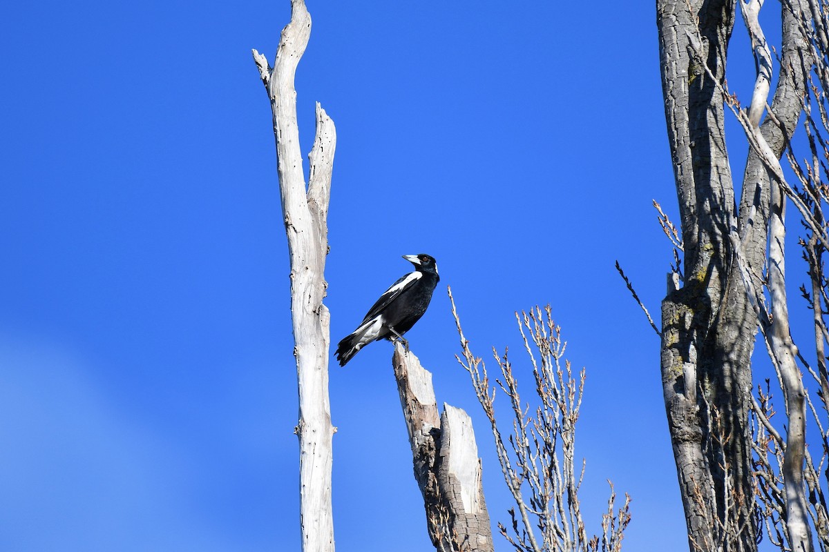 Australian Magpie - ML189098181