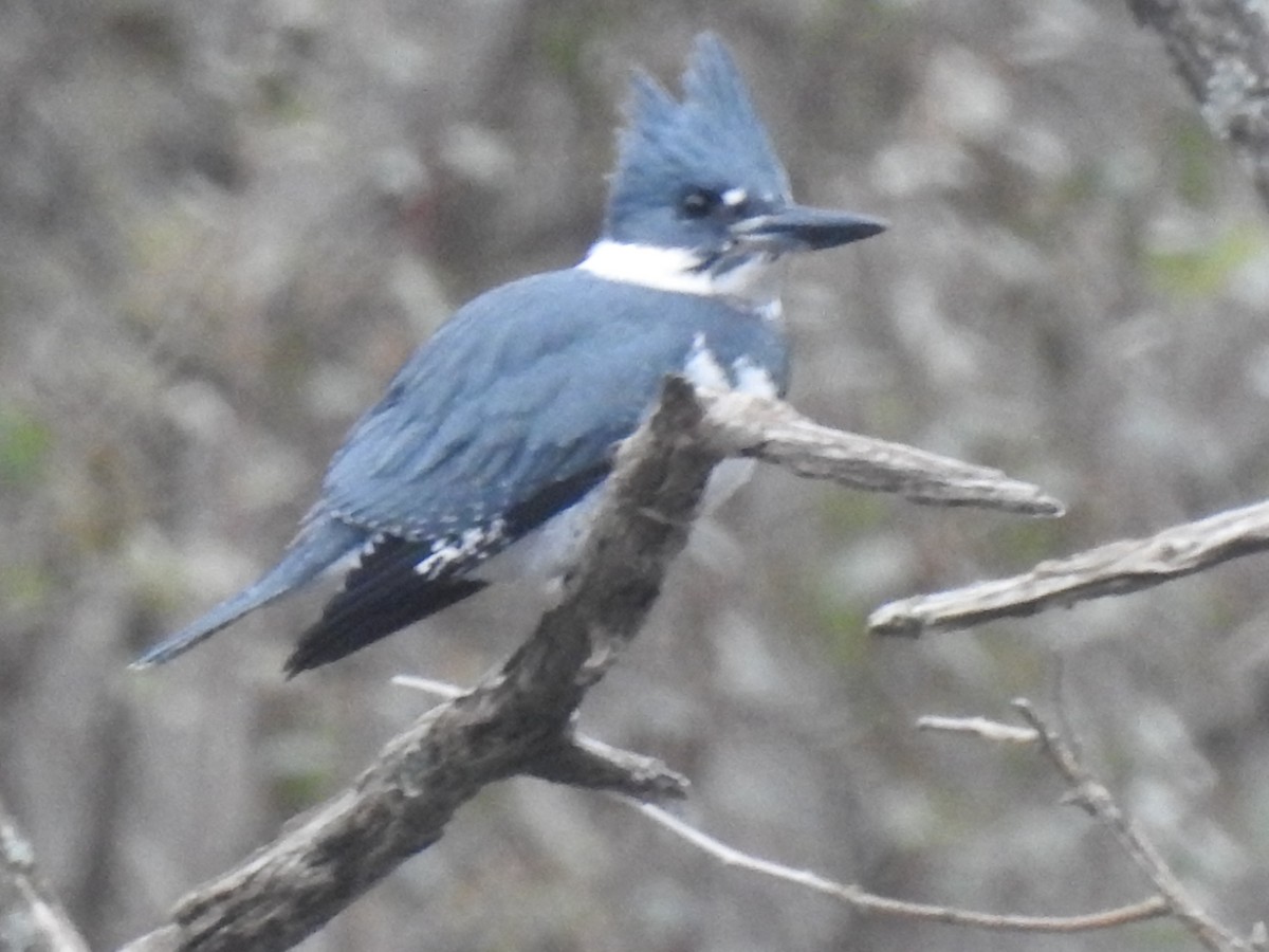 Belted Kingfisher - ML189098791