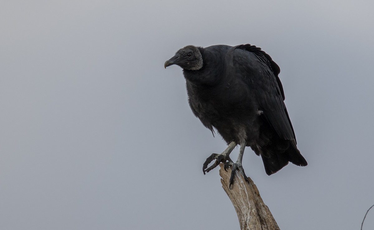 Black Vulture - ML189098811