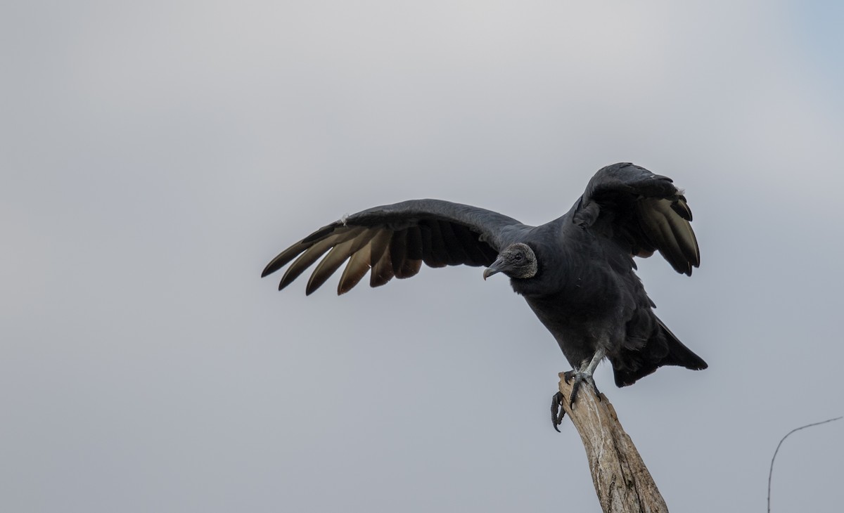 Black Vulture - ML189098821