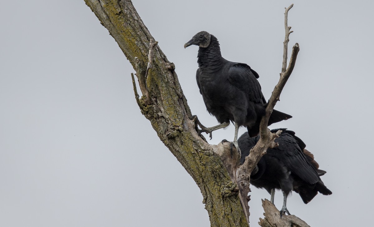 Black Vulture - ML189098831